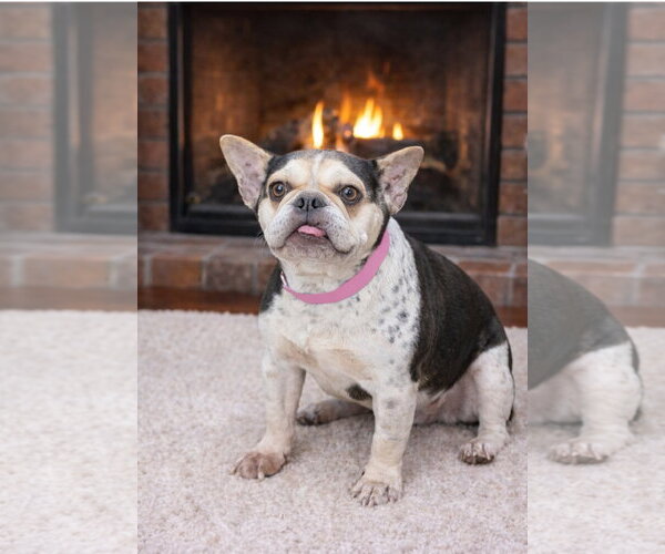 Medium Photo #1 French Bulldog Puppy For Sale in Bon Carbo, CO, USA
