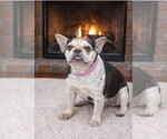 Small French Bulldog