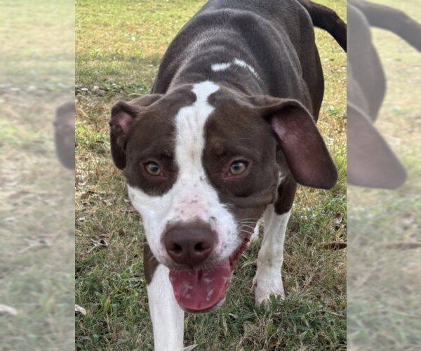 Medium Photo #2 Pointer-Unknown Mix Puppy For Sale in Texas City, TX, USA