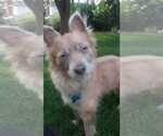 Small #1 American Eskimo Dog Mix