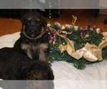 Small Photo #13 German Shepherd Dog Puppy For Sale in TACOMA, WA, USA