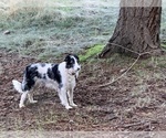 Small Photo #106 Border Collie Puppy For Sale in MOSIER, OR, USA