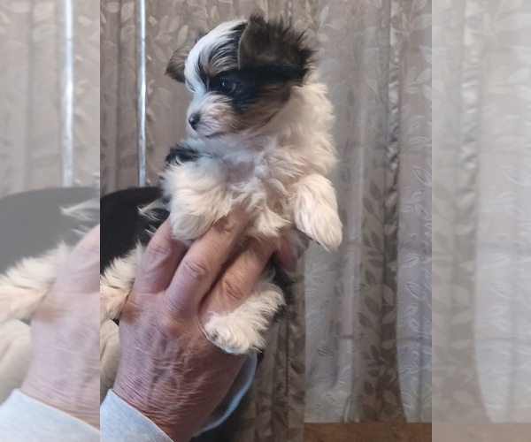 Medium Photo #2 Yorkshire Terrier Puppy For Sale in JAMAICA, IA, USA