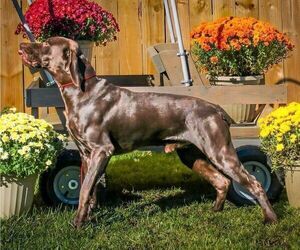 Father of the German Shorthaired Pointer puppies born on 11/06/2023
