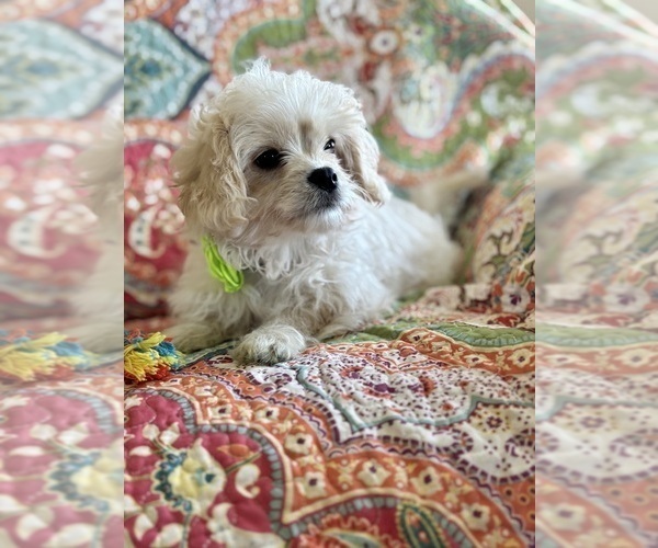 Medium Photo #5 Cav-A-Malt Puppy For Sale in ROCK STREAM, NY, USA