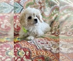Karmel - Male Cav-A-Malt Puppy for Sale - Photo #5