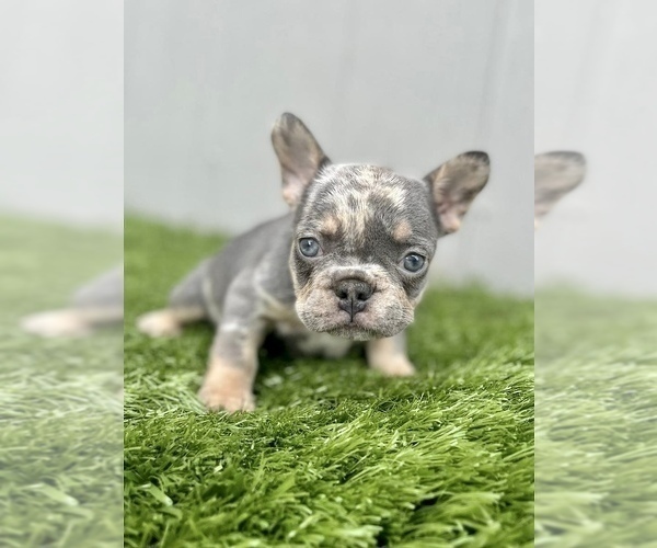 Medium Photo #23 French Bulldog Puppy For Sale in POINT REYES STATION, CA, USA