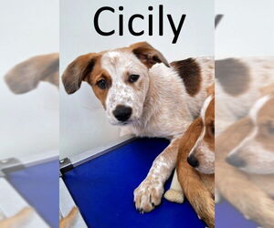 Red Heeler-Unknown Mix Dogs for adoption in Mountain View, AR, USA