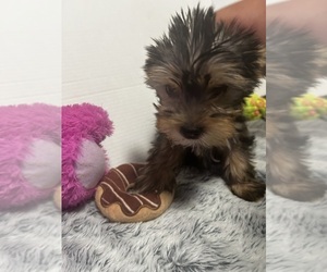 Yorkshire Terrier Puppy for sale in MARTIN, GA, USA