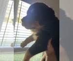 Small Photo #4 Rottweiler Puppy For Sale in PONTE VEDRA, FL, USA