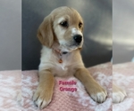Small Photo #4 Goldendoodle Puppy For Sale in SACRAMENTO, CA, USA