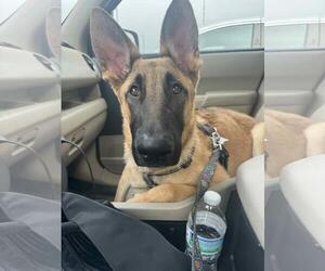 Mutt Dogs for adoption in Coldwater, MI, USA