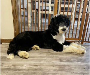 Sheepadoodle Puppy for Sale in HUTCHINSON, Kansas USA