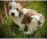 Small Photo #7 Aussiedoodle Miniature  Puppy For Sale in LEBANON, OR, USA