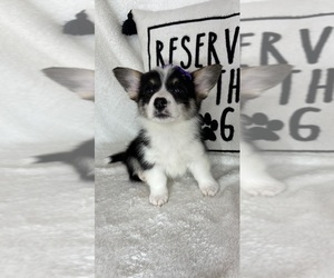 Pembroke Welsh Corgi Puppy for sale in GREENFIELD, IN, USA