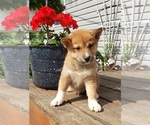 Small Photo #5 Shiba Inu Puppy For Sale in EDINA, MO, USA