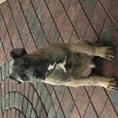 Cane Corso Puppy for sale in UNIONDALE, NY, USA