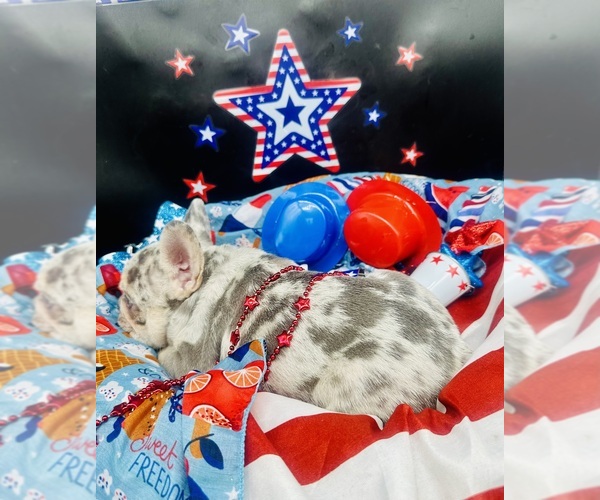 Medium Photo #4 French Bulldog Puppy For Sale in RICHARDS, TX, USA