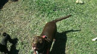 Black Mouth Cur-Labrador Retriever Mix Dogs for adoption in URANIA, LA, USA