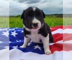 Small Photo #60 Border Collie Puppy For Sale in NORBORNE, MO, USA
