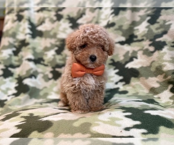 Medium Photo #7 Bichpoo Puppy For Sale in LAKELAND, FL, USA