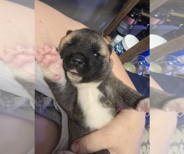Medium Photo #6 Akita Puppy For Sale in HUTCHINSON, MN, USA