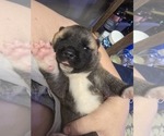 Small #5 Akita
