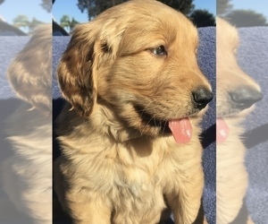 Golden Retriever Puppy for sale in SANTA ANA, CA, USA
