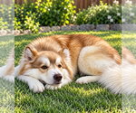 Small Photo #3 Siberian Husky Puppy For Sale in Euless, TX, USA