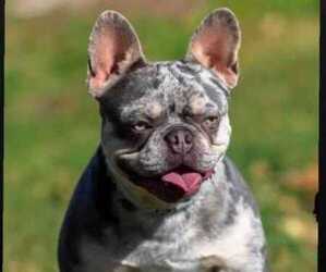 Father of the French Bulldog puppies born on 03/04/2022
