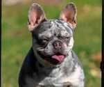 Small Photo #1 French Bulldog Puppy For Sale in LONG BEACH, CA, USA