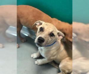 German Shepherd Dog-Unknown Mix Dogs for adoption in Visalia, CA, USA