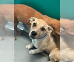 A256730 - Male German Shepherd Dog-Unknown Mix Dog for Adoption - Small photo