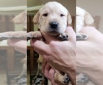 Small #8 Labrador Retriever