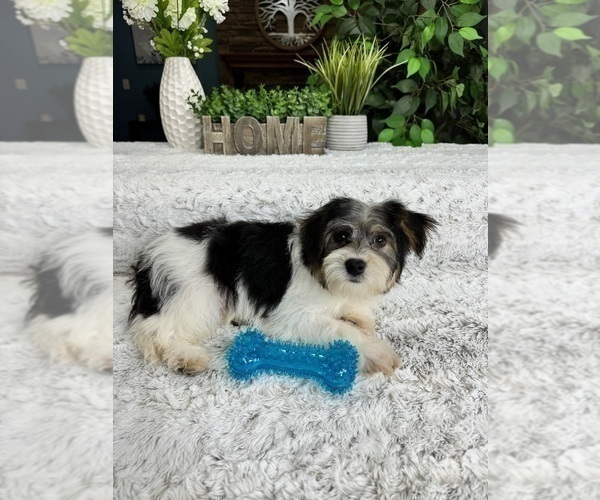 Medium Photo #4 YorkiePoo Puppy For Sale in GREENFIELD, IN, USA
