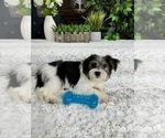 Small Photo #4 YorkiePoo Puppy For Sale in GREENFIELD, IN, USA