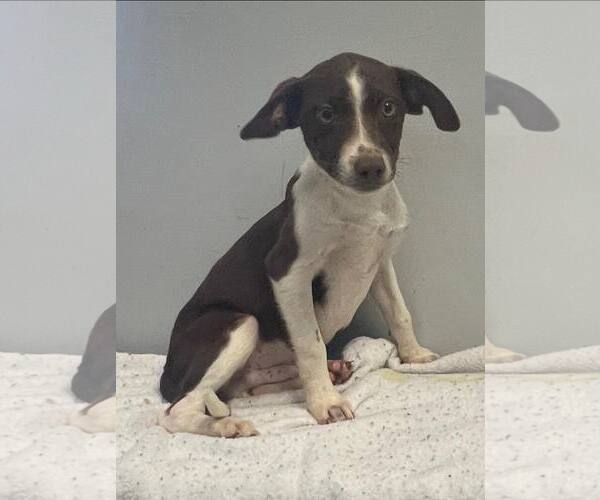 Medium Photo #1 Mutt Puppy For Sale in Pryor, OK, USA