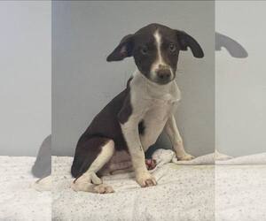 Mutt Dogs for adoption in Pryor, OK, USA