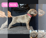 Puppy Maxine Cane Corso