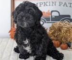 Small Photo #59 ShihPoo Puppy For Sale in GOSHEN, IN, USA