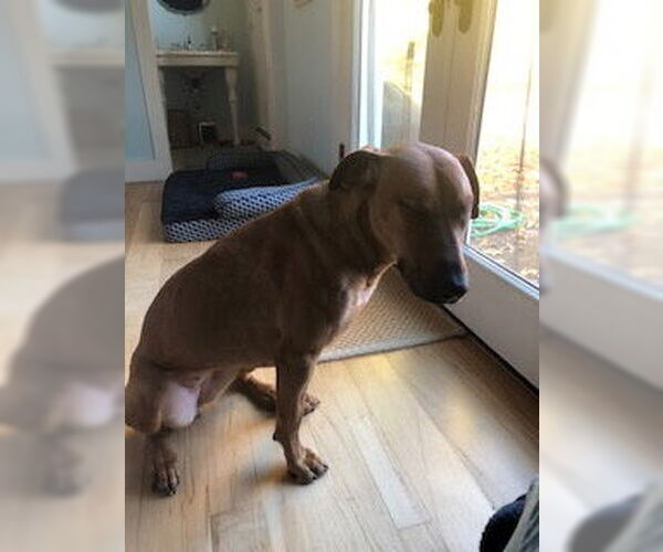 Medium Photo #2 Mutt Puppy For Sale in Woodbury, NY, USA