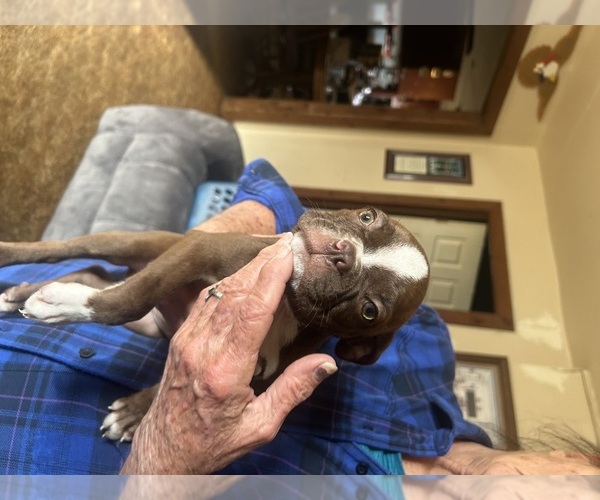 Medium Photo #1 Boston Terrier Puppy For Sale in ATWOOD, OK, USA