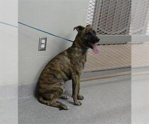 American Pit Bull Terrier-German Shepherd Dog Mix Dogs for adoption in Pasadena, TX, USA