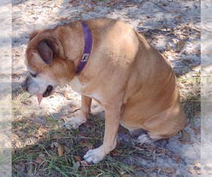 Delilah - Female Bull-Boxer Dog for Adoption - Photo #3