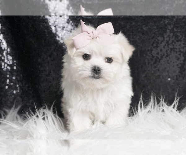 Medium Photo #4 Maltese Puppy For Sale in WARSAW, IN, USA