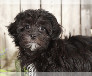 ShihPoo Puppy for sale in MOUNT VERNON, OH, USA