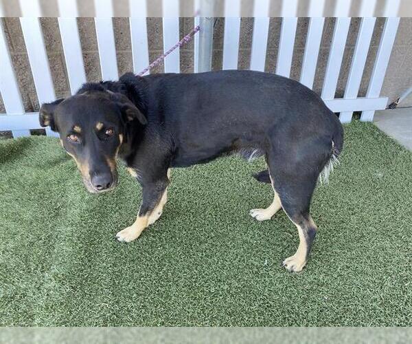 Medium Photo #1 Doberman Pinscher-Unknown Mix Puppy For Sale in Modesto, CA, USA