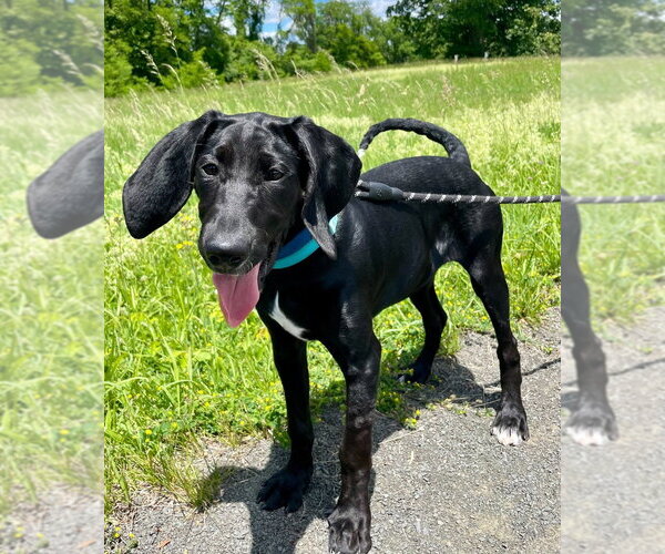 Medium Photo #10 Mutt Puppy For Sale in Elmsford, NY, USA