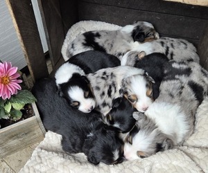 Australian Shepherd Puppy for Sale in SALISBURY, Pennsylvania USA