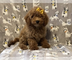 Cock-A-Poo Puppy for sale in LAKELAND, FL, USA